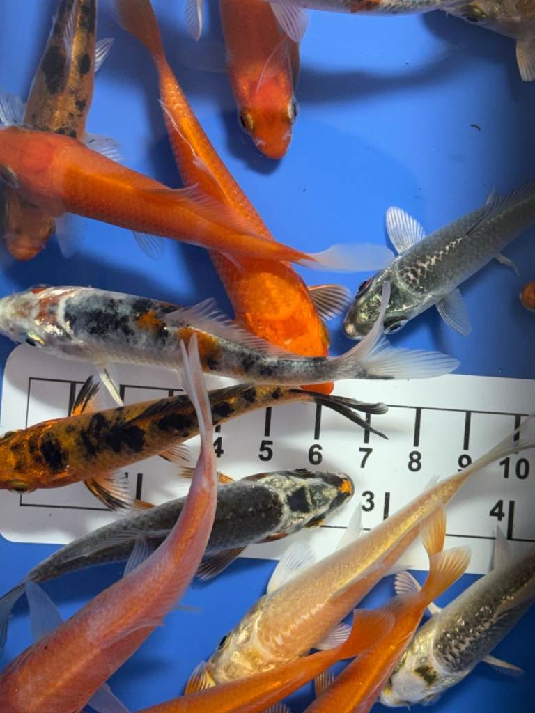 Stunning 3-4 Inch 7-10cm Imported Koi Healthy Lively 