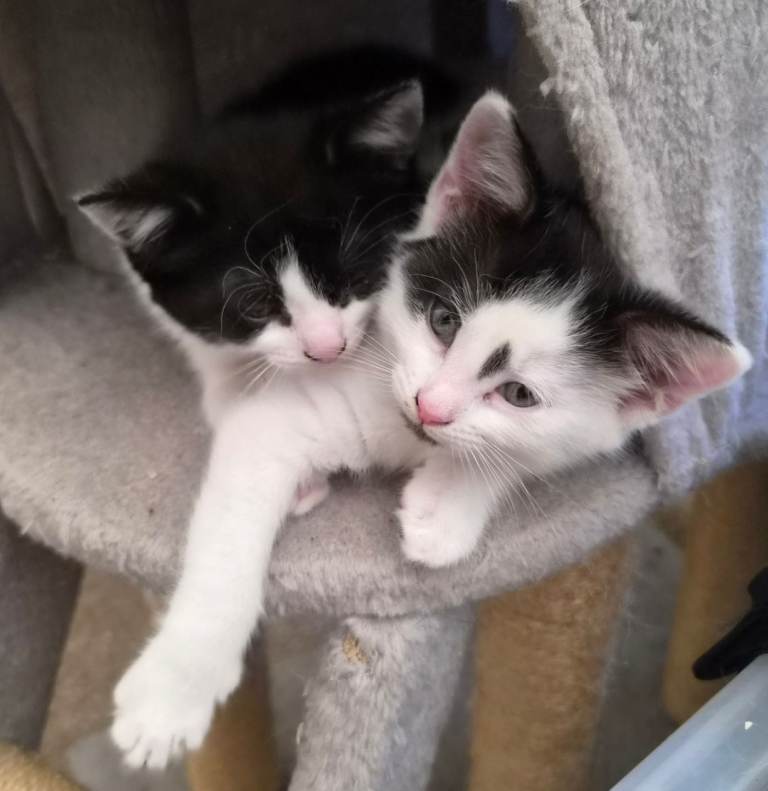 2x Cowpattern kitten