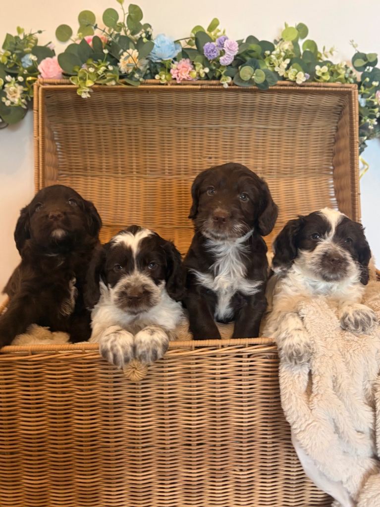 Cockapoo Puppies