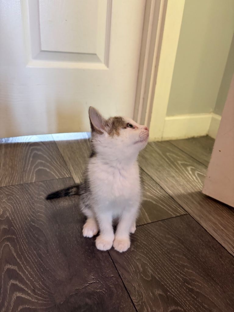 Lovely affectionate female kitten
