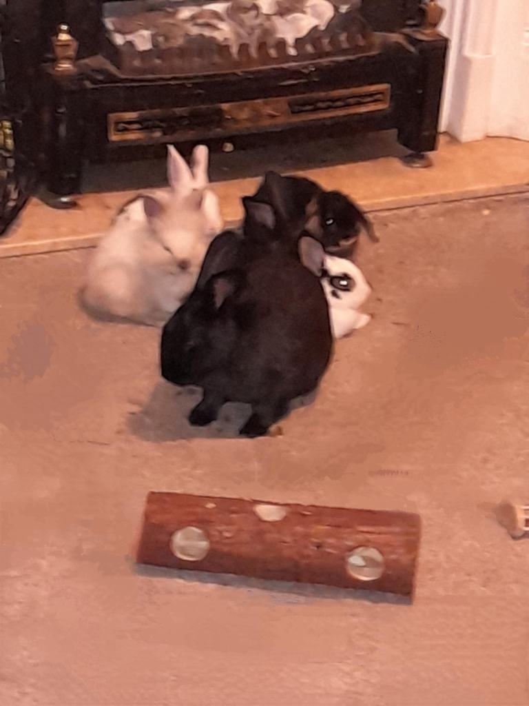 7 rabbts looking for good home