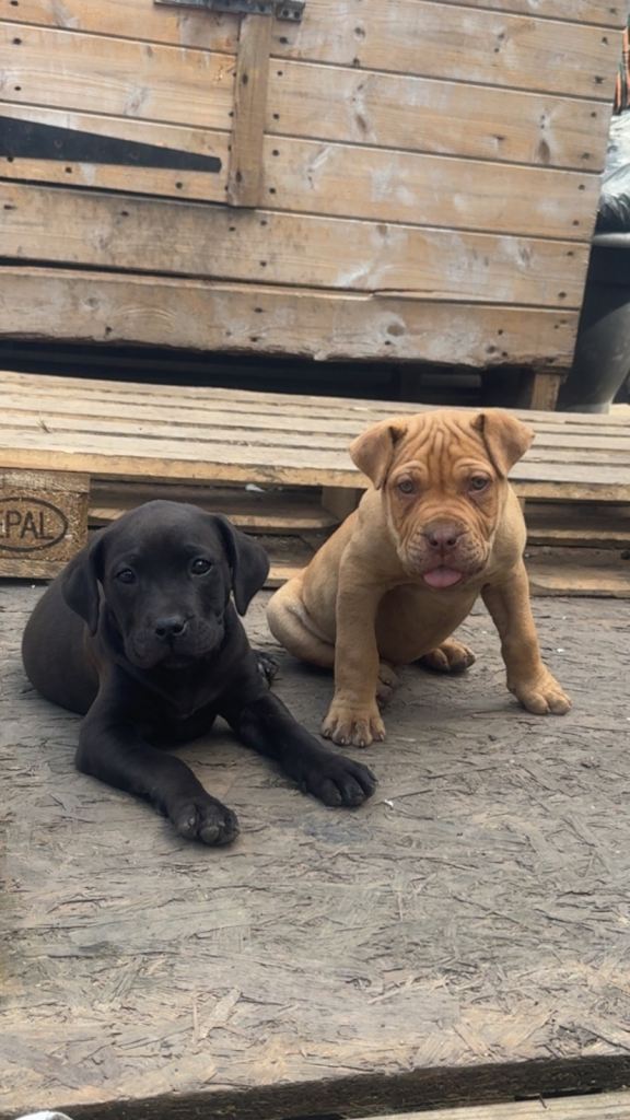 Mastiff mix puppies