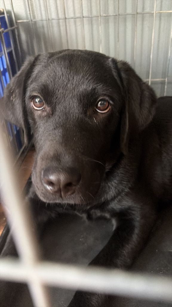 2 Labradors 