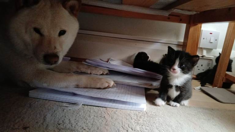 Educated cats in Highate 