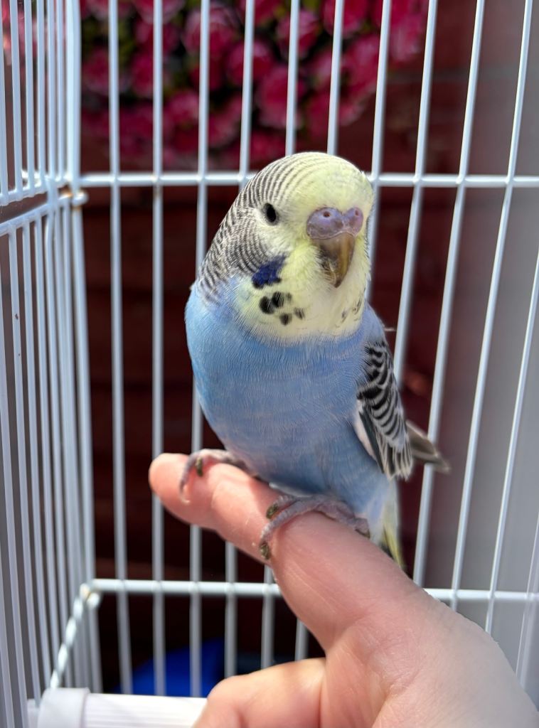 Stunning Blue & Yellow Baby budgie for sale with starter cage