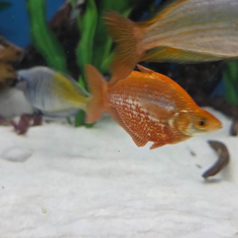 Rainbow fish for sale 