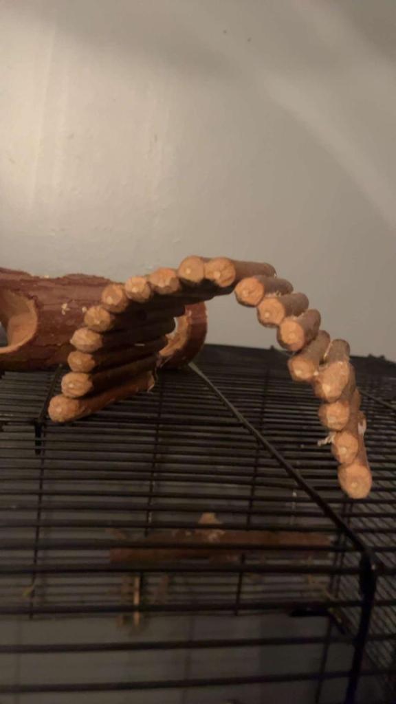 Gerbils and full set up