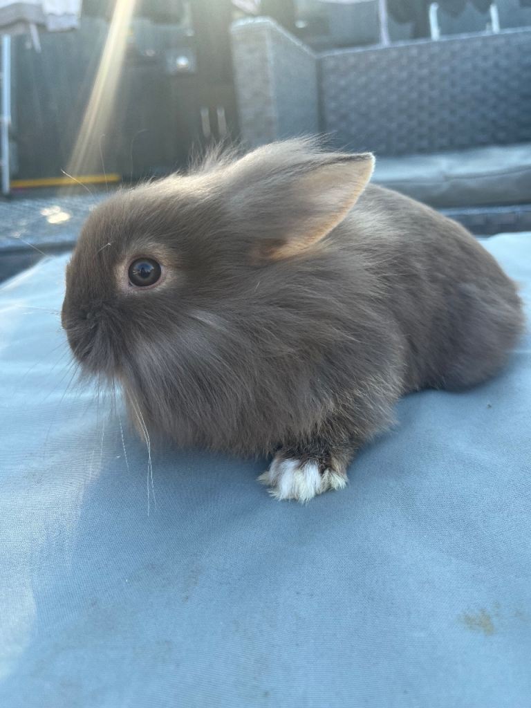 Rabbits 🐰 