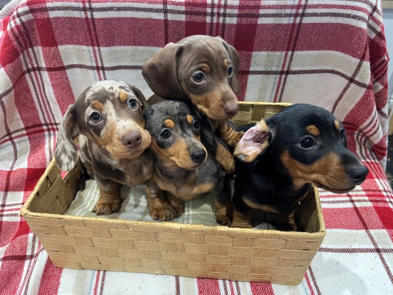 Miniature dachshunds for sale