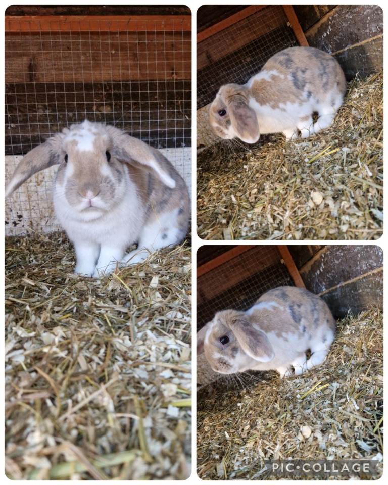 One beautiful female mini lop available 
