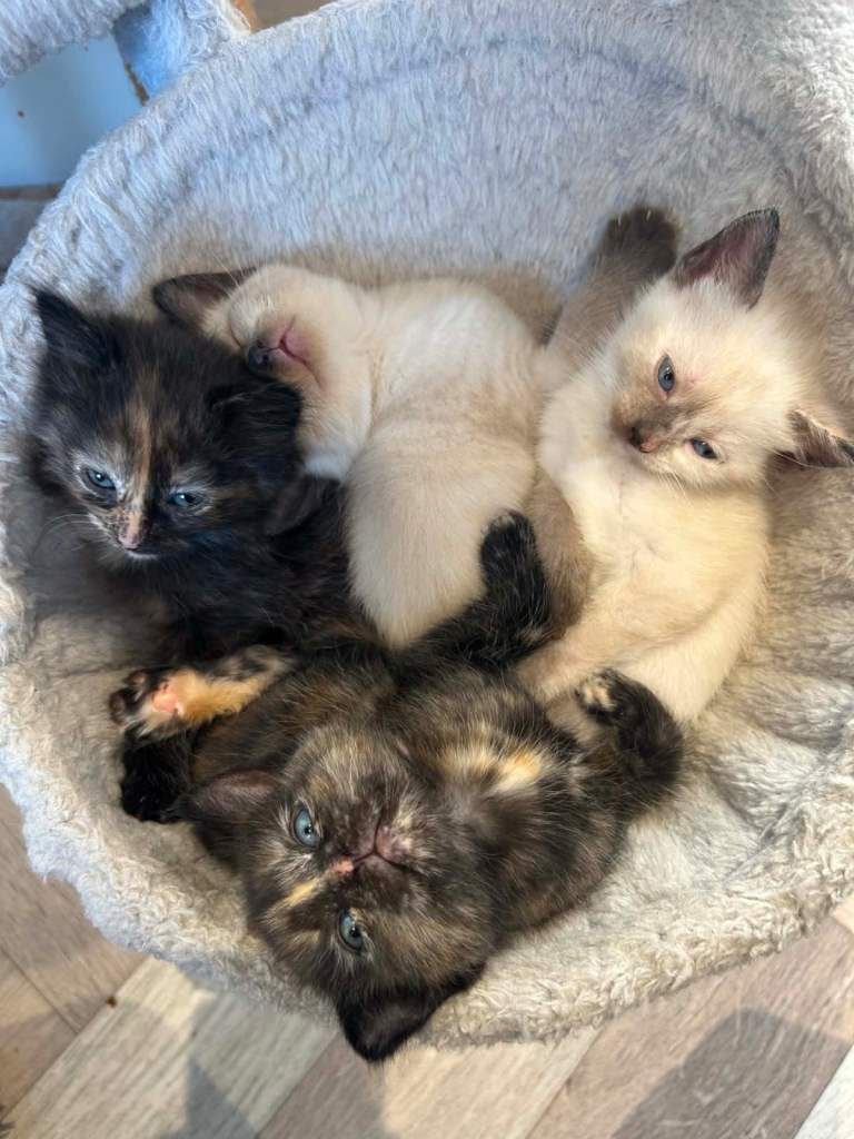 ragdoll/ siamese kittens 