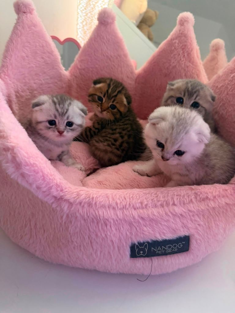 Cat / bed