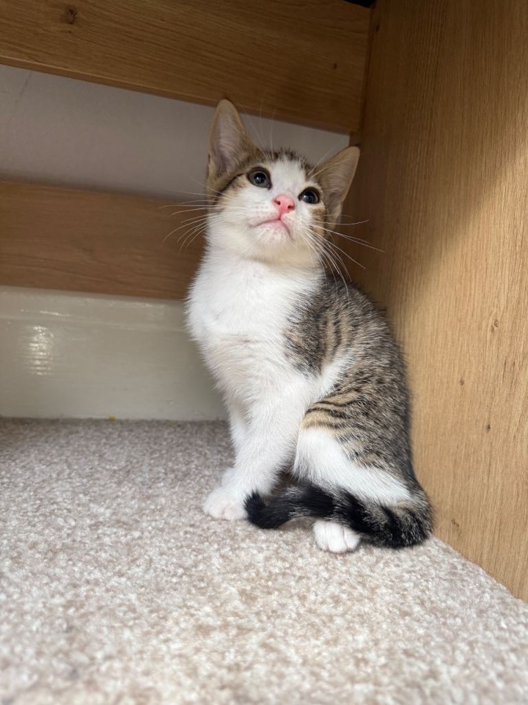 Posey, female kitten 12 weeks old