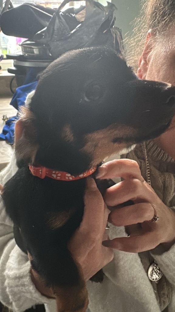 Miniature Dachsund X Yorkshire Terrier