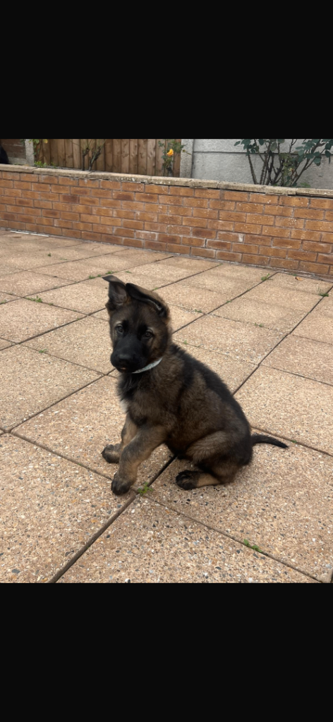  CZECH GERMAN SHEPHERD PUPS AVAILABLE 