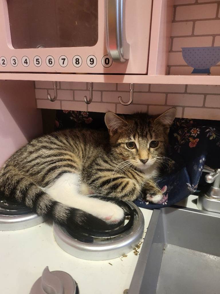 Tabby Kitten sale with stuff