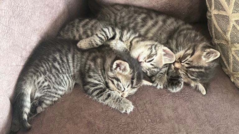 Kittens