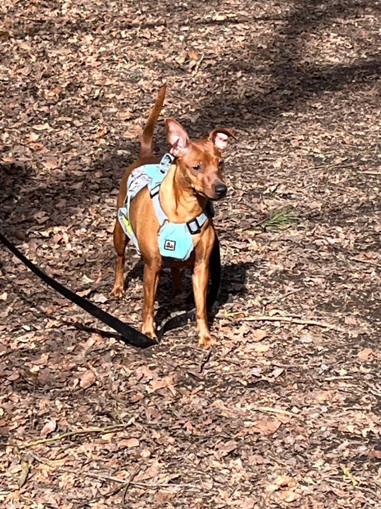 Miniature Pinscher cross Jack Russell 