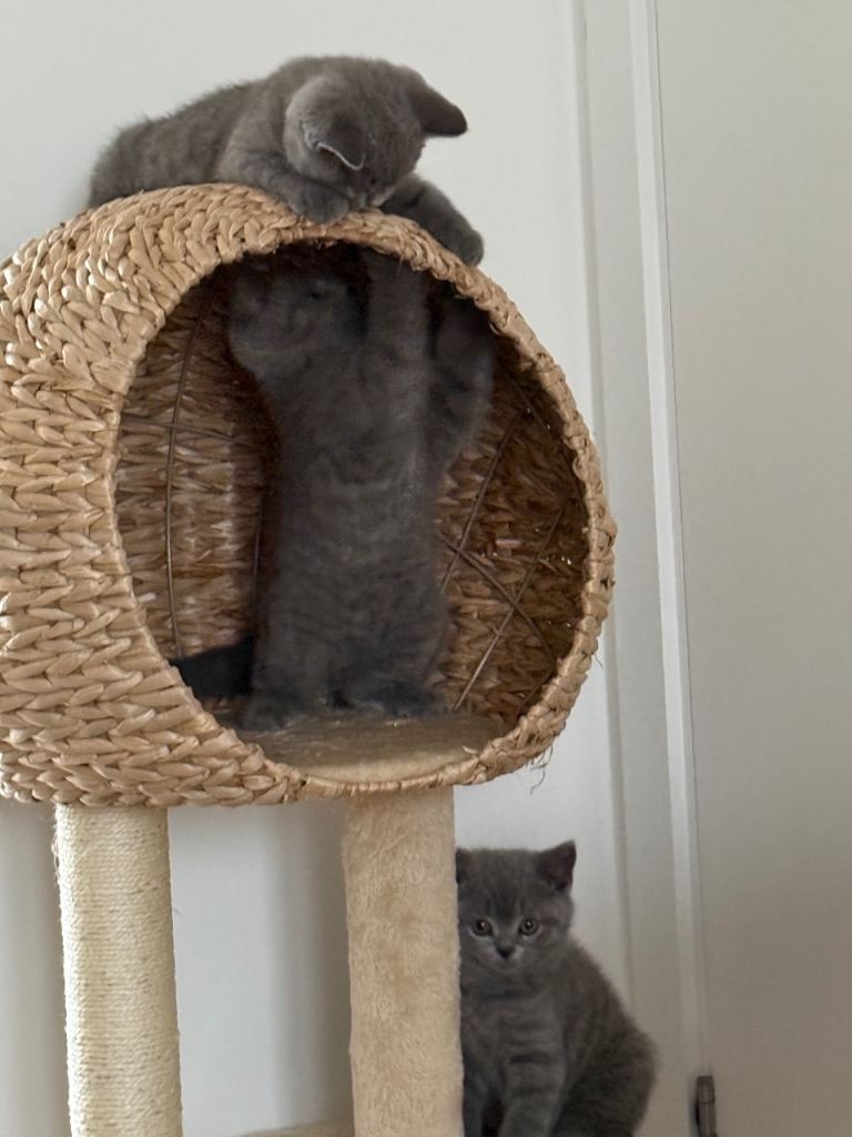 Female kitten for sale 
