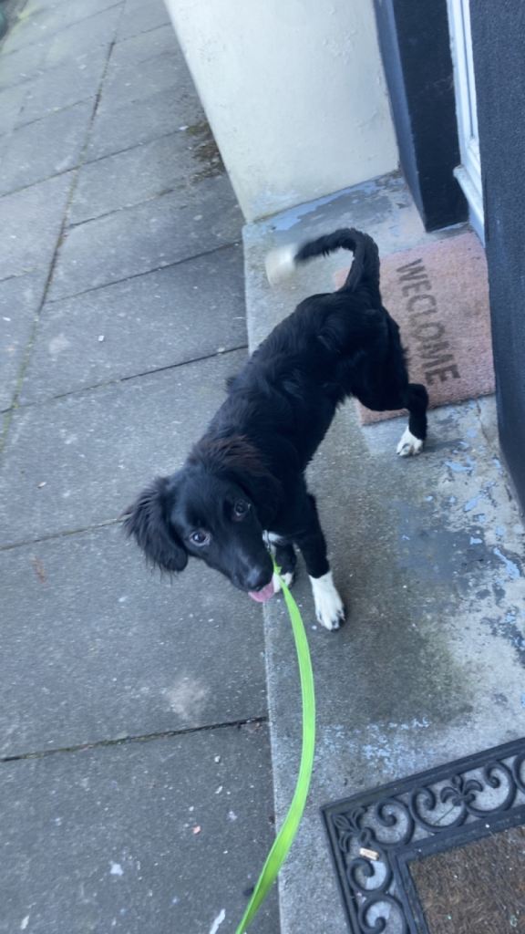 Sprollie 7 months old