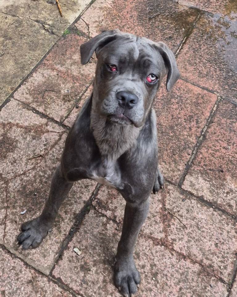 Beautiful cane corso puppy D.O.B 05.09.2025