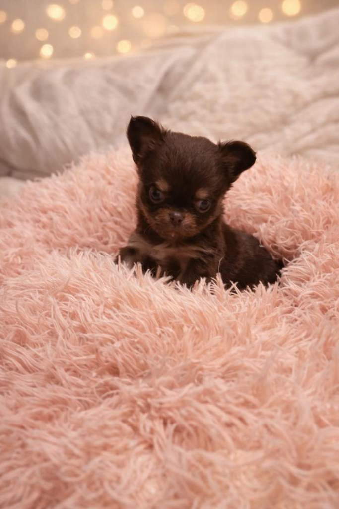 Beautiful Long-Haired Chihuahua Puppies
