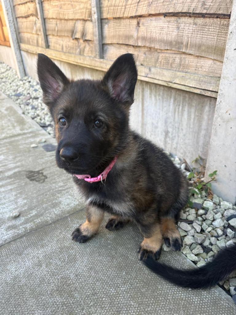 🐾 German Shepherd puppies 🐾 
