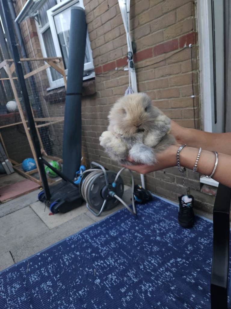 Rabbits 