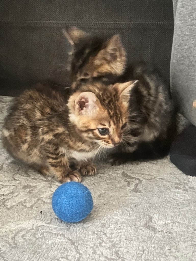 Full breed Bengal kittens 