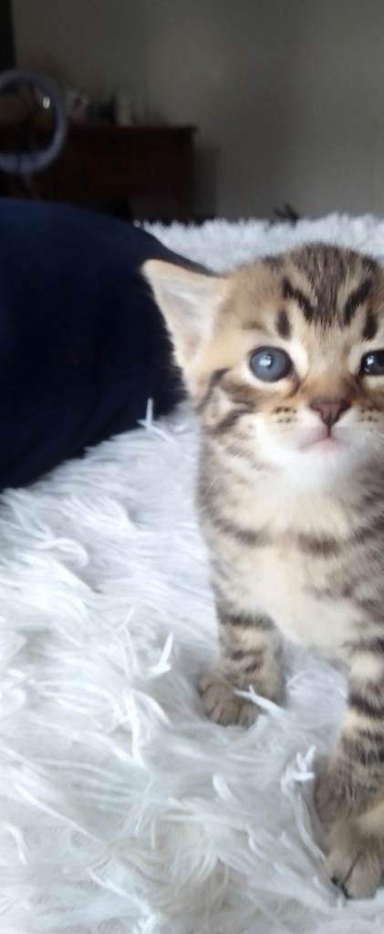 Beautiful kittens for sale 