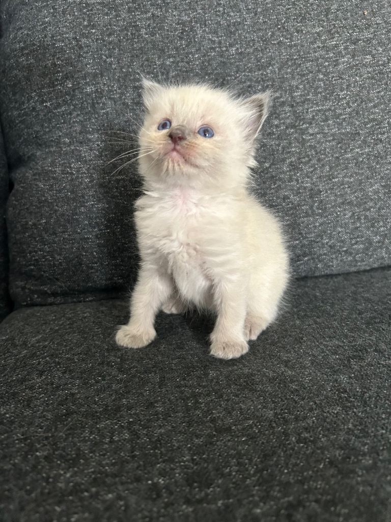 Ragdoll kittens Rare