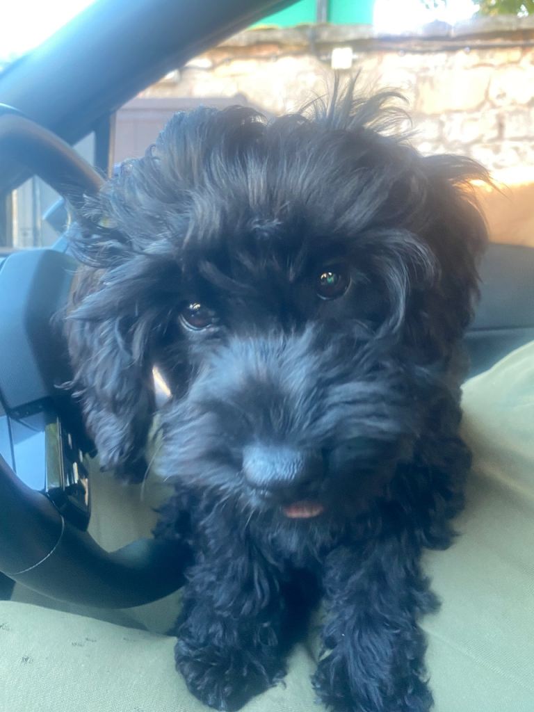 Cockapoo puppies 