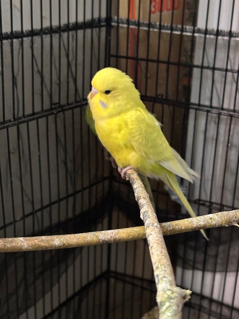🐦 Beautiful Healthy Budgies Available – Various Colours