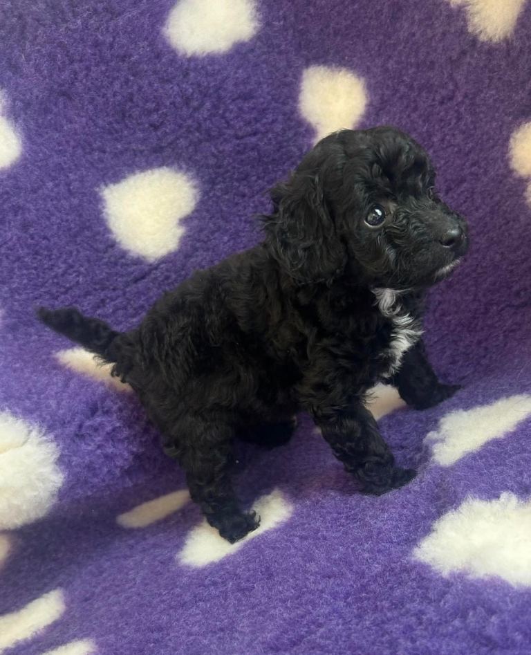 ***Beautiful cockapoo puppies *** | in Maldon, Essex | Gumtree