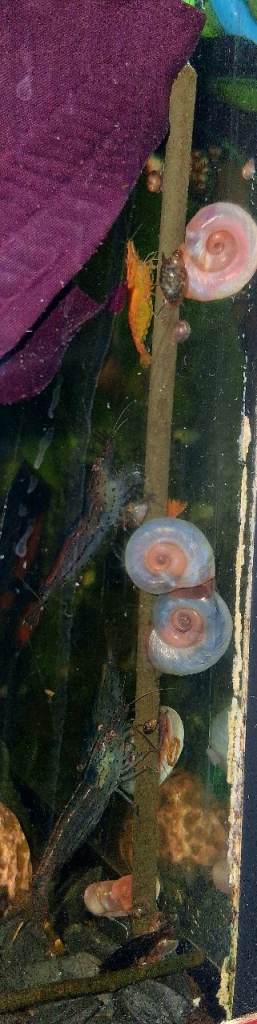 Ramshorn and Bladder Snails