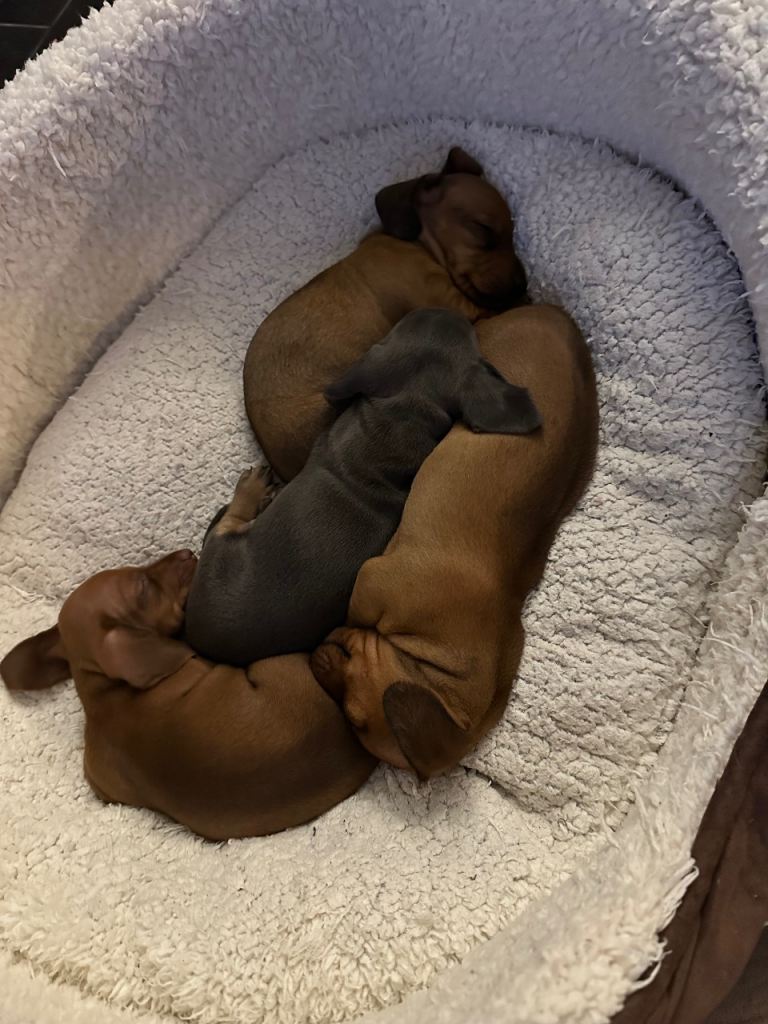 Two beautiful shaded red daschund boys left out of a litter of four 
