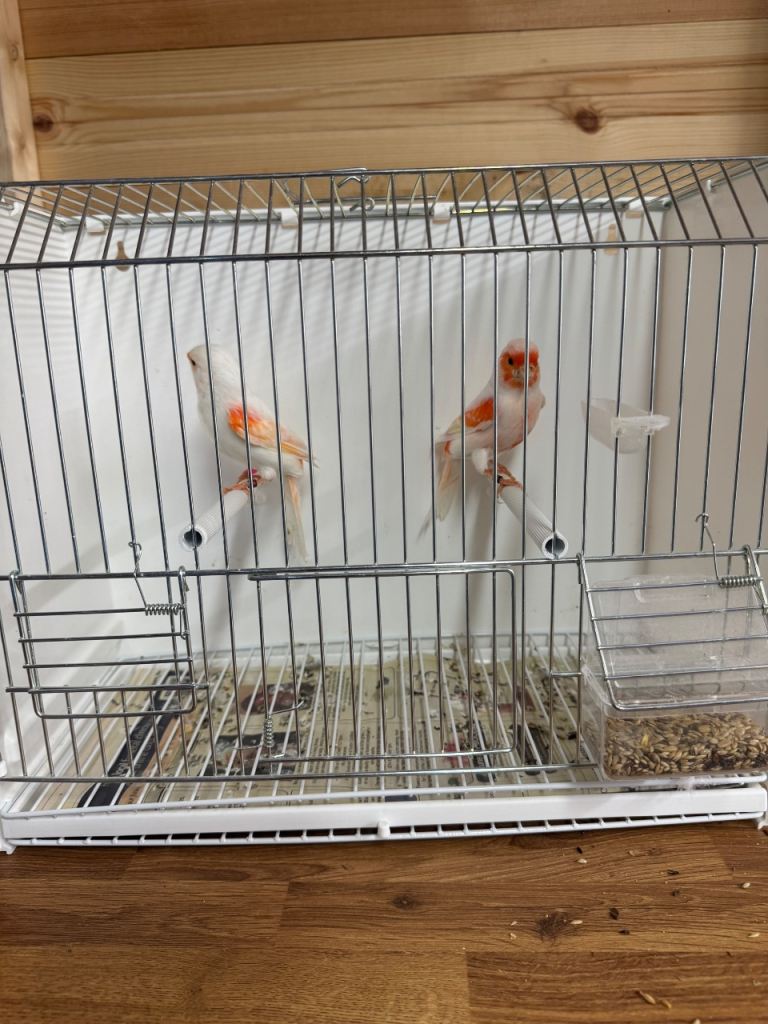 Red mosaic & harlequin 