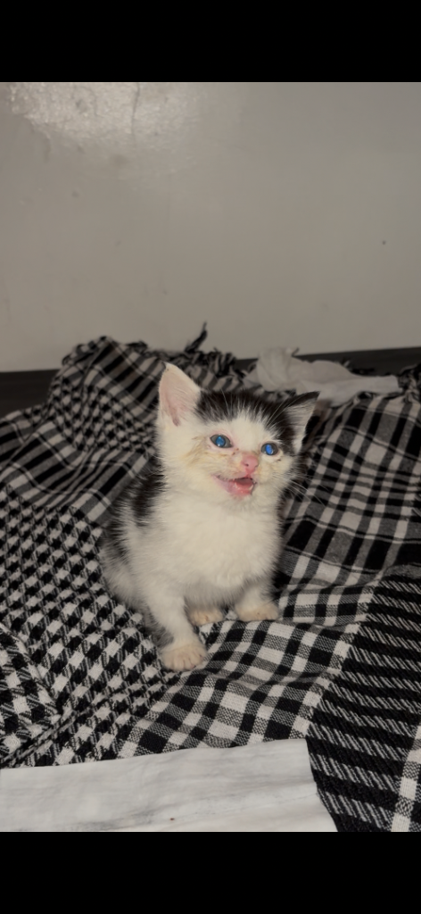 8weeks boy kitten