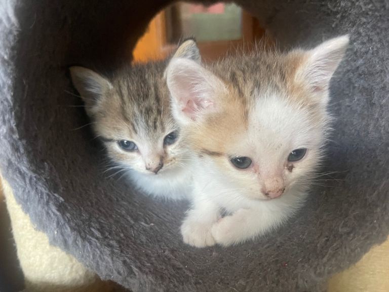 Kittens for sale (Golden Tip British Short hair lineage) 