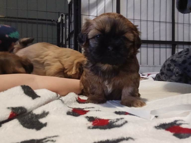 Beautiful Girl Shih Tzu puppy!!