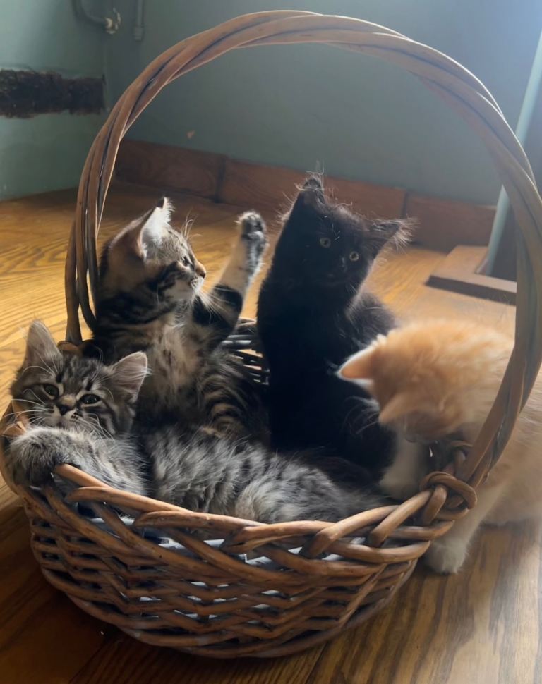 Gorgeous Siberian Kittens🐾Ready now ✨🐈‍⬛🐾