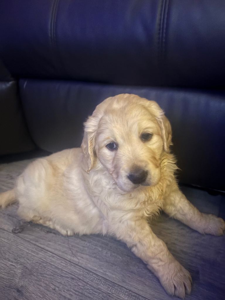 Golden Retriever Pups 10 weeks old last 2 boys 