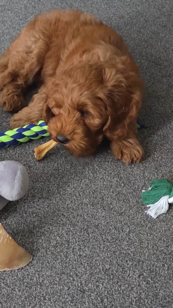 Full Australian Labradoodle Male