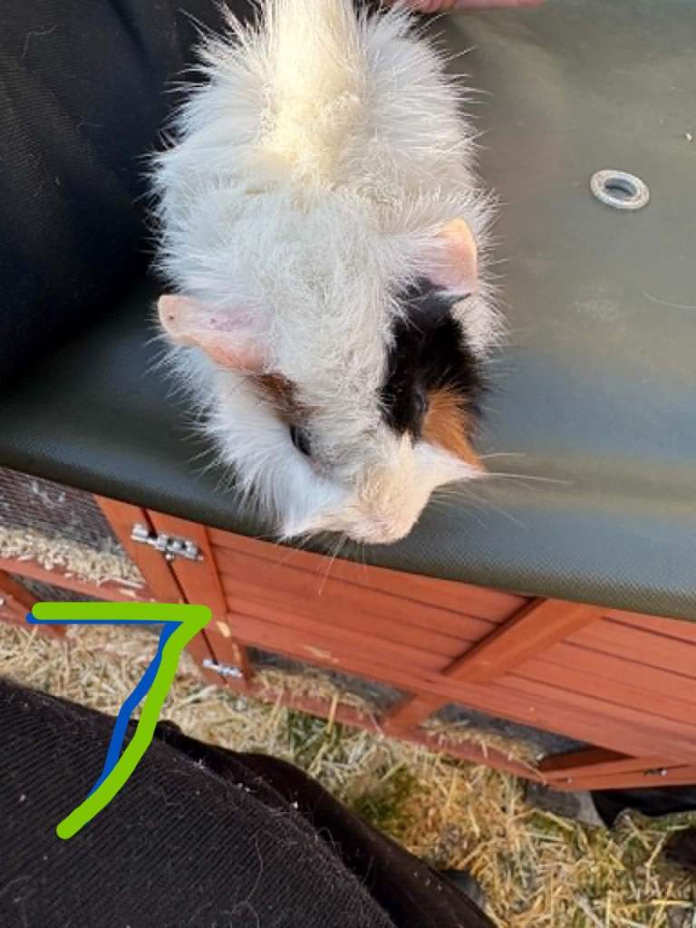 young guinea pigs