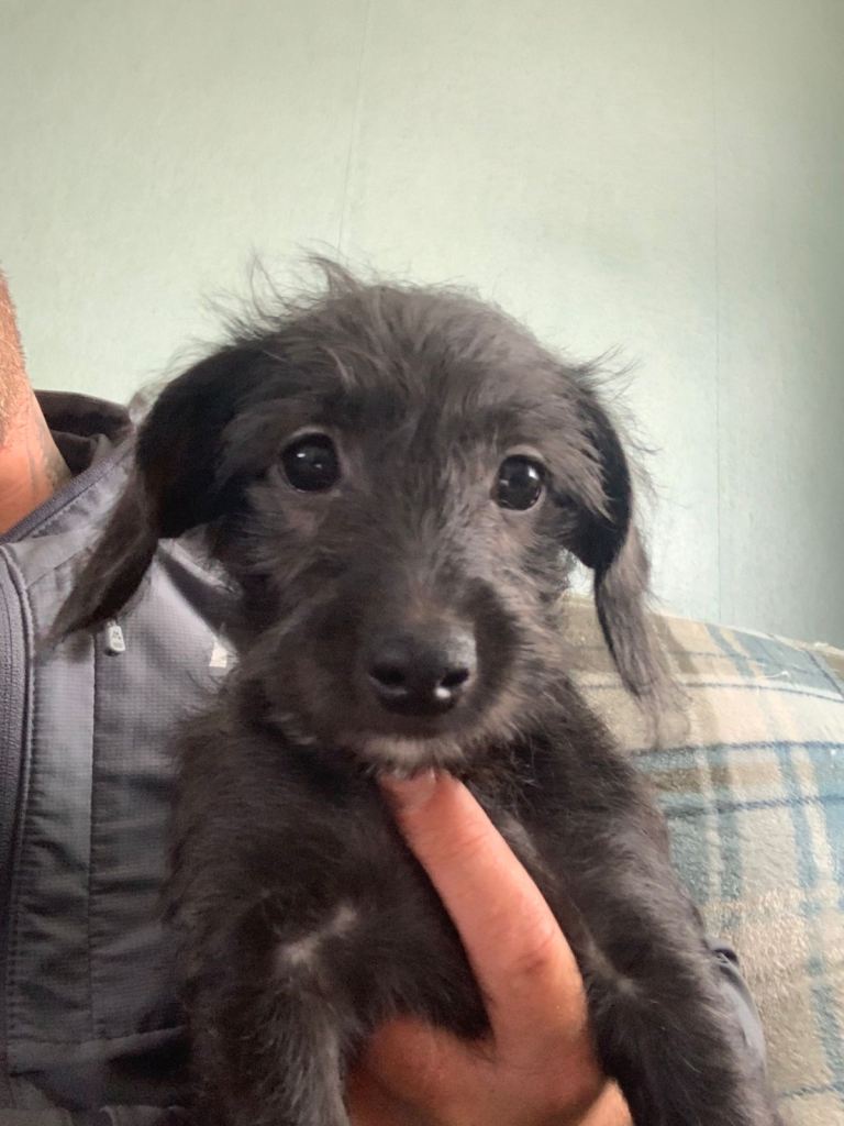 Doxiepoo