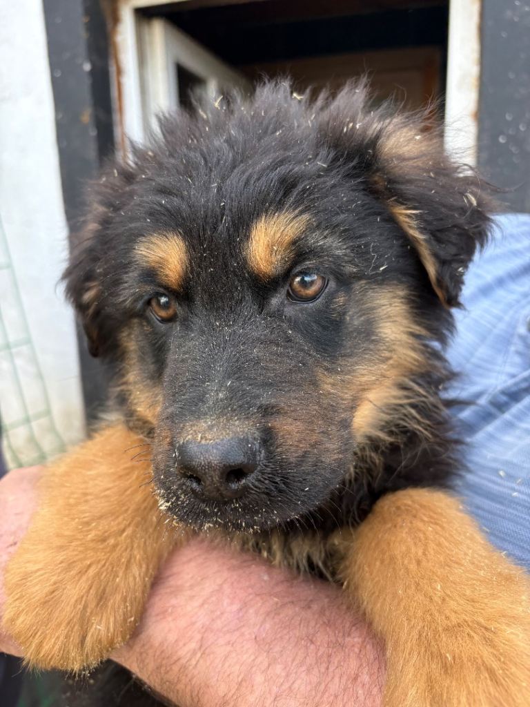 Rottweiler x German Shepherd Pups 