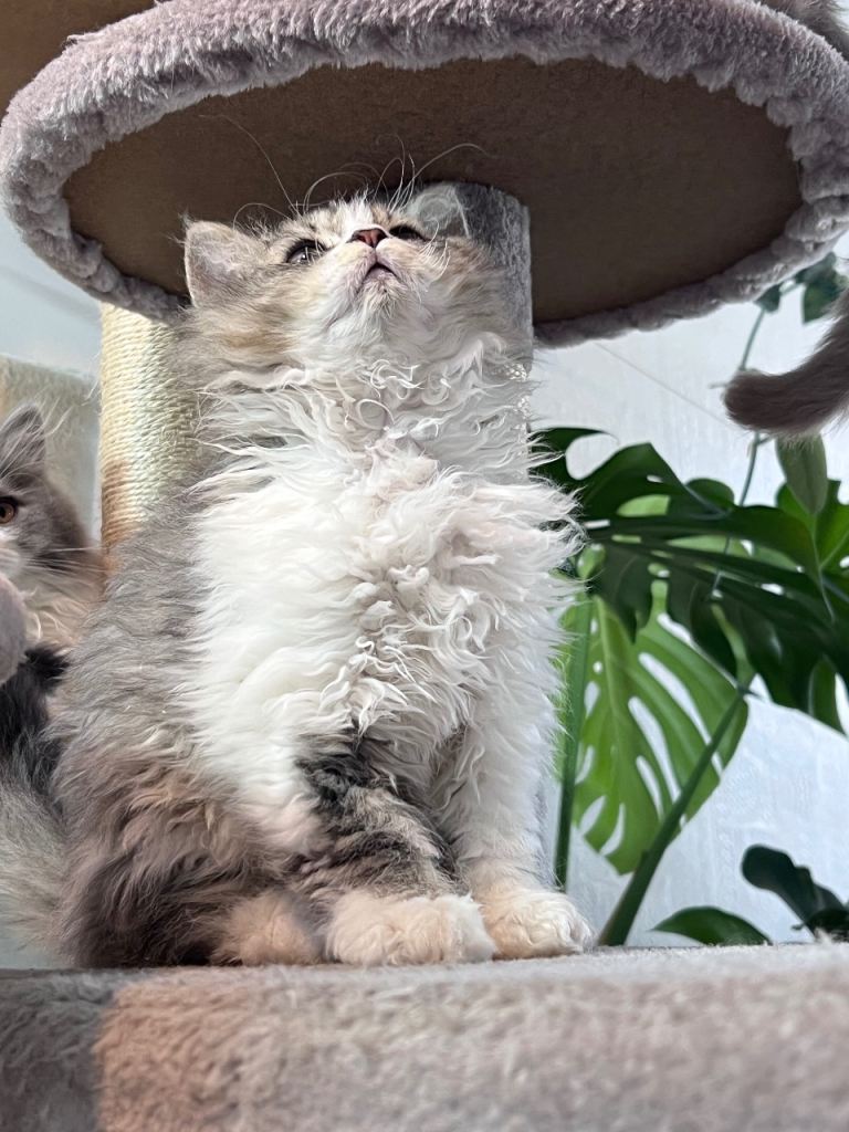 Gorgeous Selkirk rex kittens 🐱 