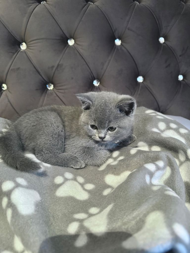 British short hair- 9weeks