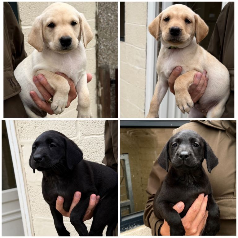 FTCH health tested parents kc registered lab pups 