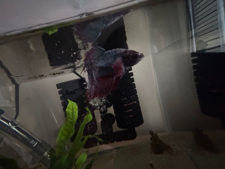 blue /pinkred beta fish